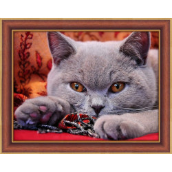 British Shorthair AZ-1715