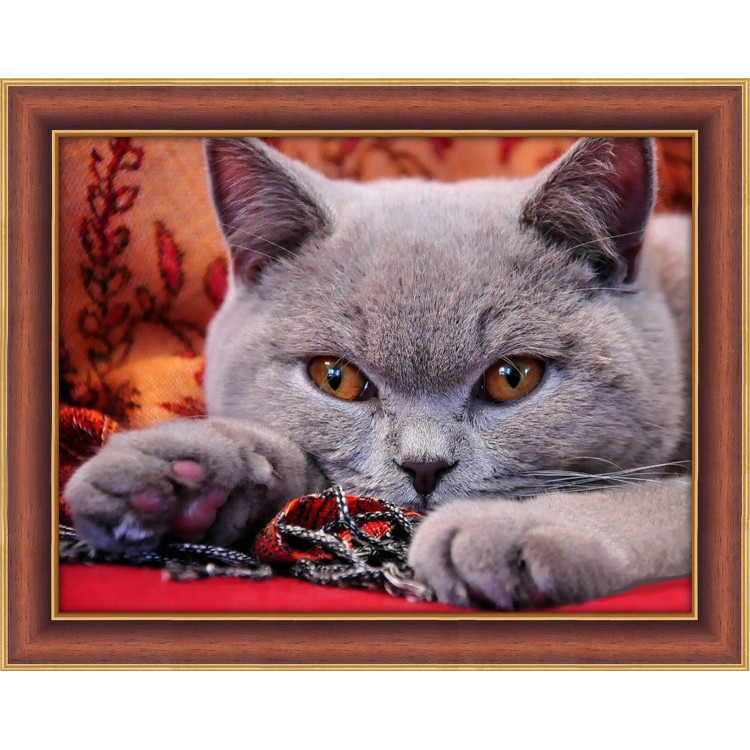 British Shorthair 40х30 cm AZ-1715