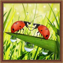 Ladybug Couple AZ-1787