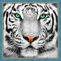 White Tiger Portrait AZ-1788