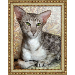 (Discontinued) Oriental Shorthair AZ-1728