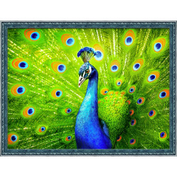 Beautiful Peacock AZ-1801