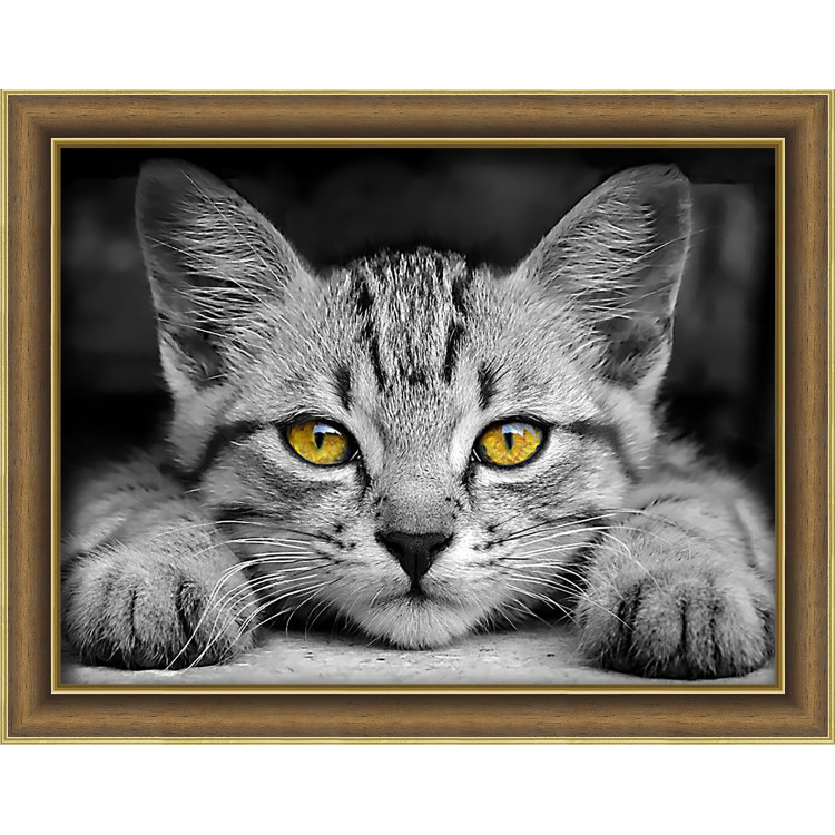 Yellow-Eyed Kitten AZ-1807