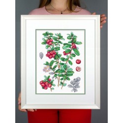 Cross stitch kit "Cowberry" SNV-928