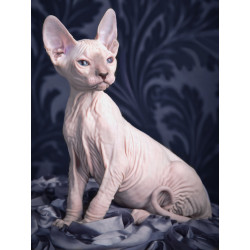 Diamond Painting Kit Sphynx cat 30х40 cm AZ-1456