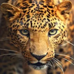 Diamond painting kit Portrait of the Leopard AZ-1400
