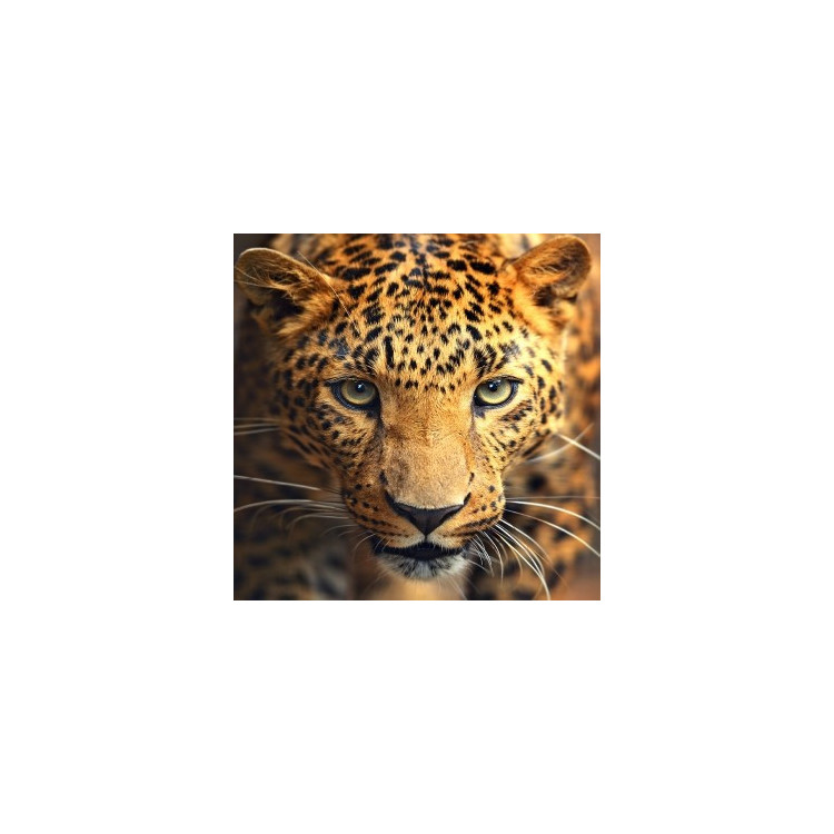 Diamond painting kit Portrait of the Leopard AZ-1400