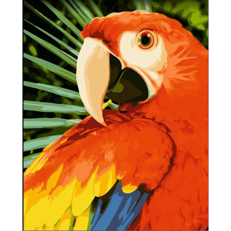 MACAW 40X50 CM H154